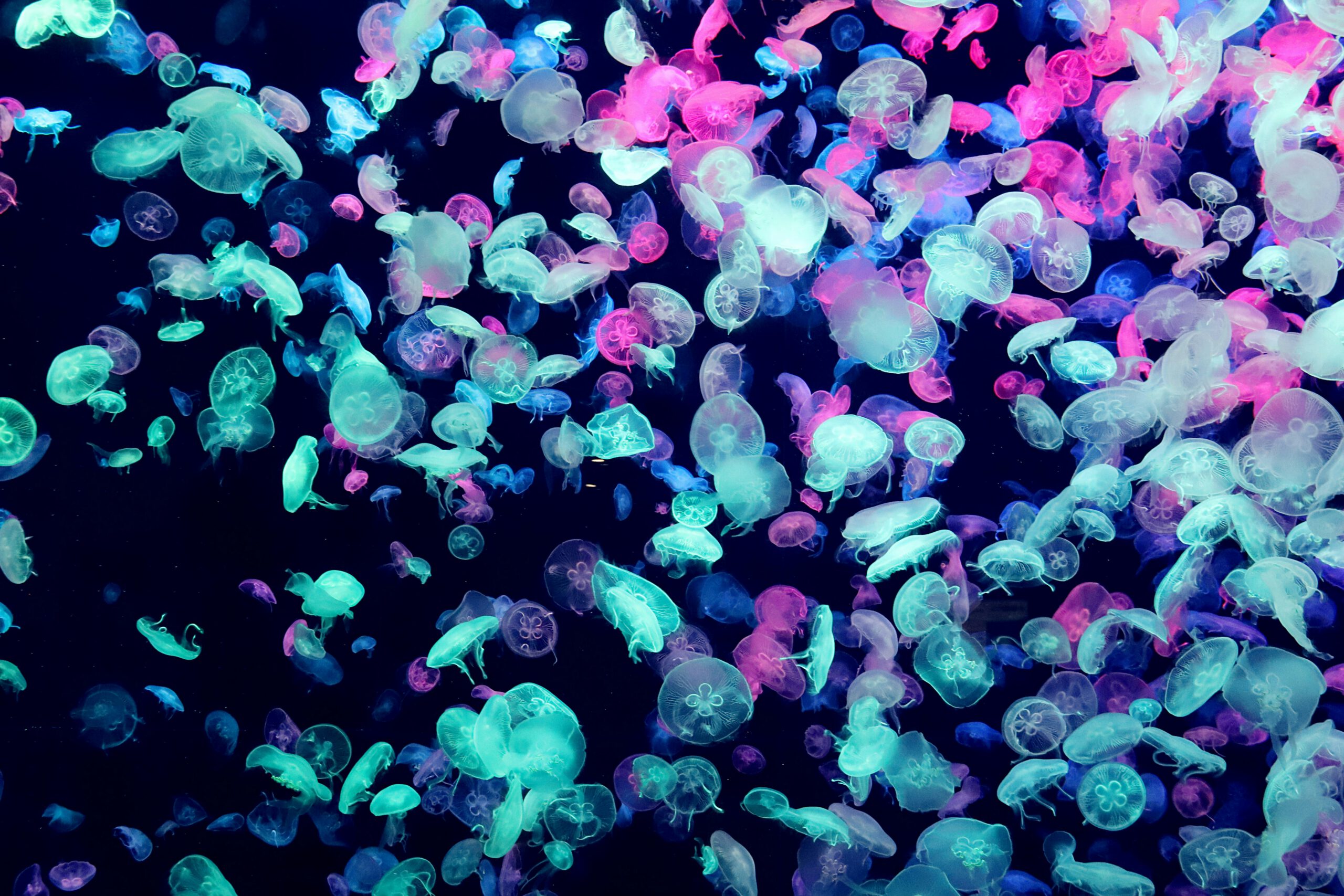 Responsive image