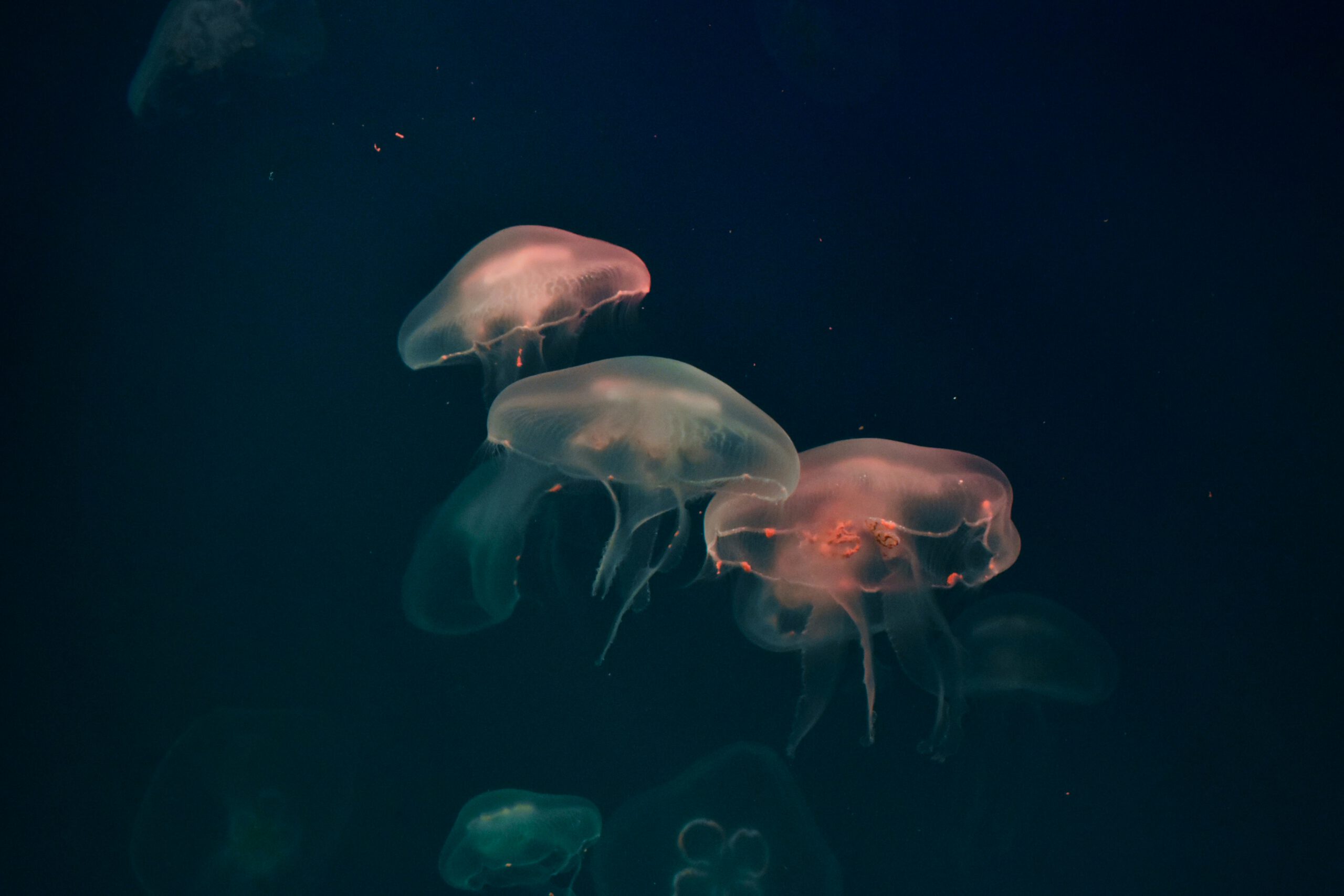 Responsive image
